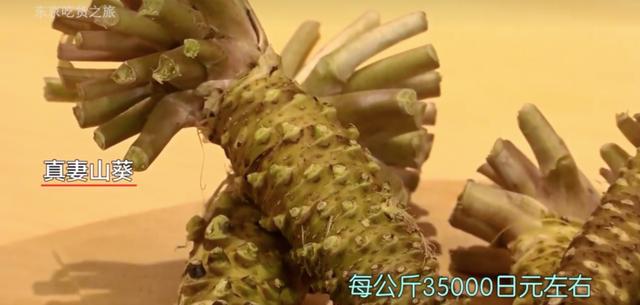 芥末wasabi，芥末为什么会有人喜欢吃