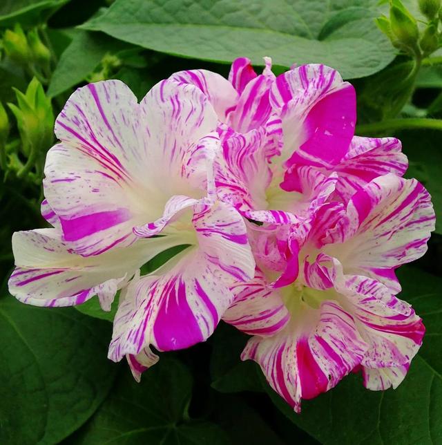 做梦也没想到牵牛花能开成这个样子，斗牛牛心脏（周公解梦：梦见这四种花草）