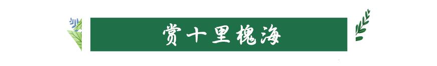南山旅游攻略必去景点，南山旅游景区花开正好时