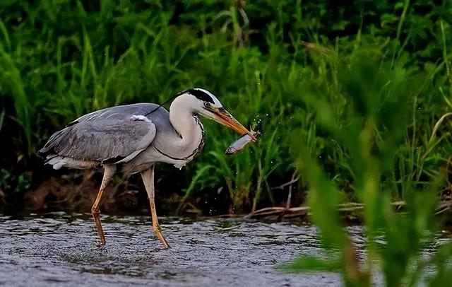 草原秘境华子鱼，华子鱼洄游丨草原深处的水中精灵
