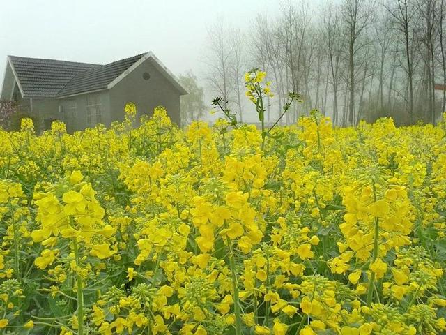 兴化油菜花一年四季都有，那一抹金黄的千垛油菜花