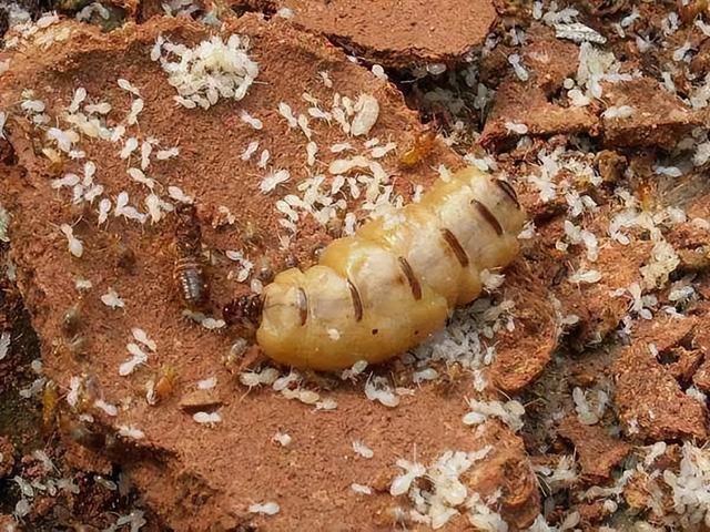 世界上最大的蚂蚁，世界上最大的蚂蚁在哪里生长（世界上最大的蚂蚁公牛蚁）