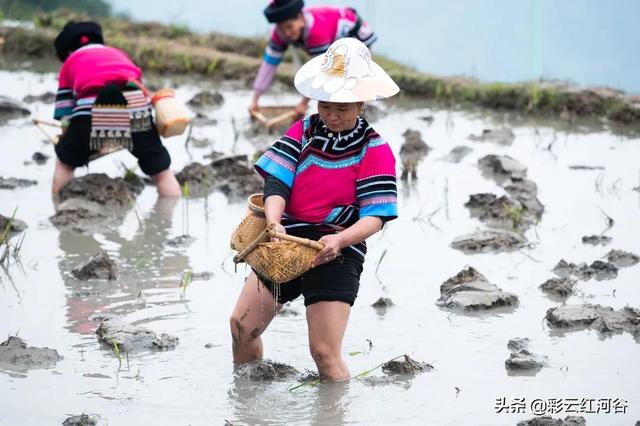 红河哈尼族彝族，红河州有几种少数民族（<红河哈尼族彝族自治州篇>）