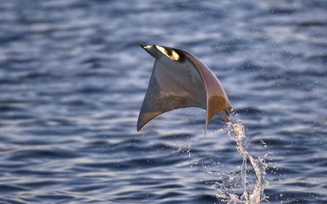 神奇的魔鬼鱼蝠鲼，奇特的蝠鲼（蝠鲼、鳐鱼、魟鱼傻傻分不清楚。）