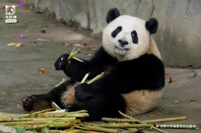 各个年龄段的大熊猫，相隔12年出生的大熊猫