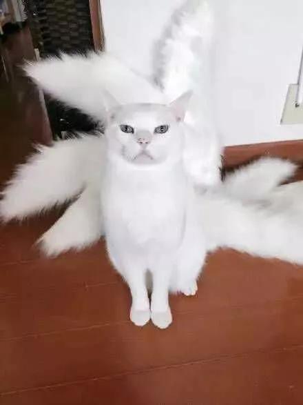 传说中九大灵猫，九尾猫得道成仙启迪