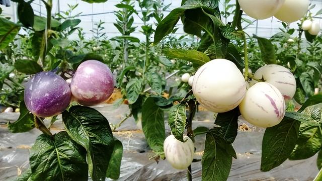 云南产什么水果，云南水果种类及名称