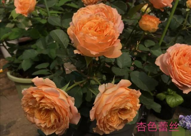 切花月季哪几个品种比较好，常见切花月季一览