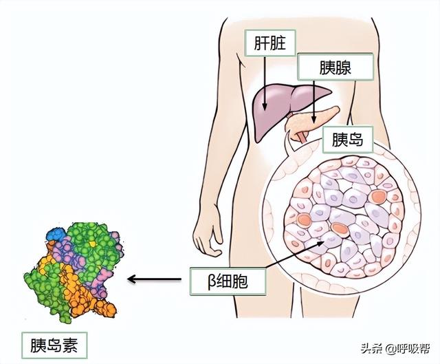 一型糖尿病碳水吃多少(一型糖尿病碳水化合物)