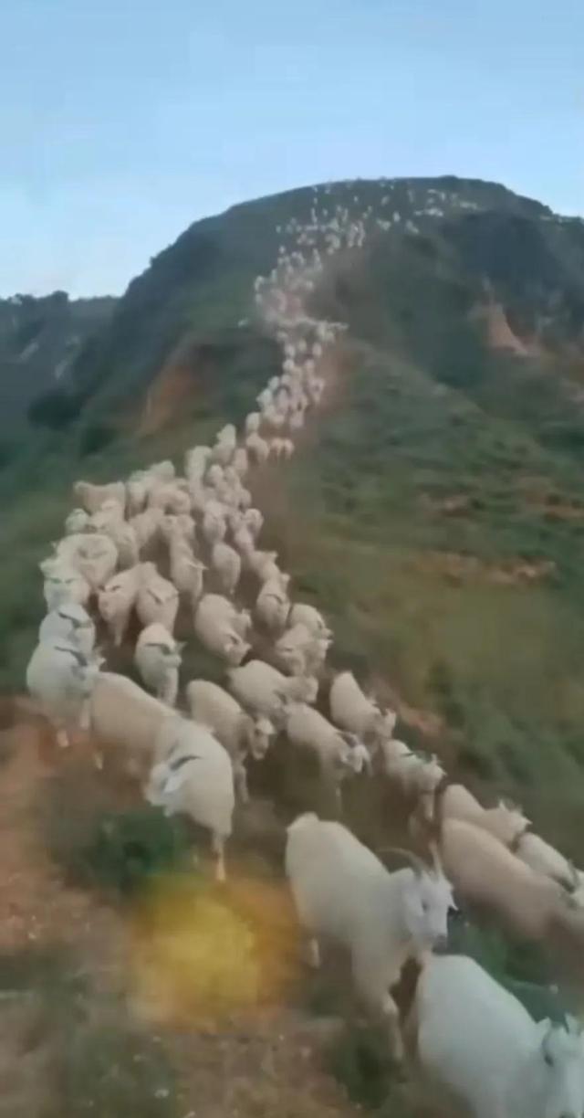 横山区最好的羊肉，横山羊肉羊肉中的贵族