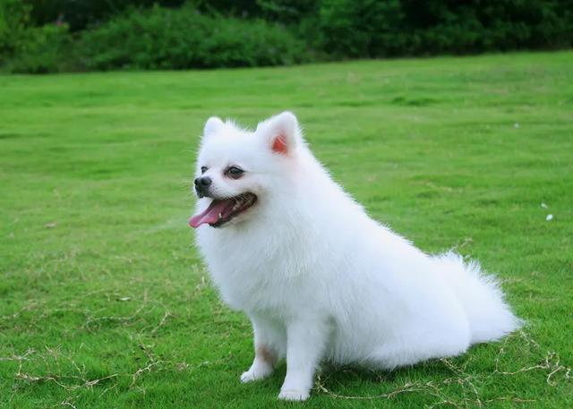 什么小型犬最聪明，三种最聪明的狗狗（非常适合“新手”饲养）