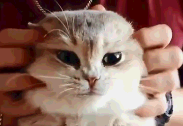养母猫有什么注意事项，想养母猫劝你慎重