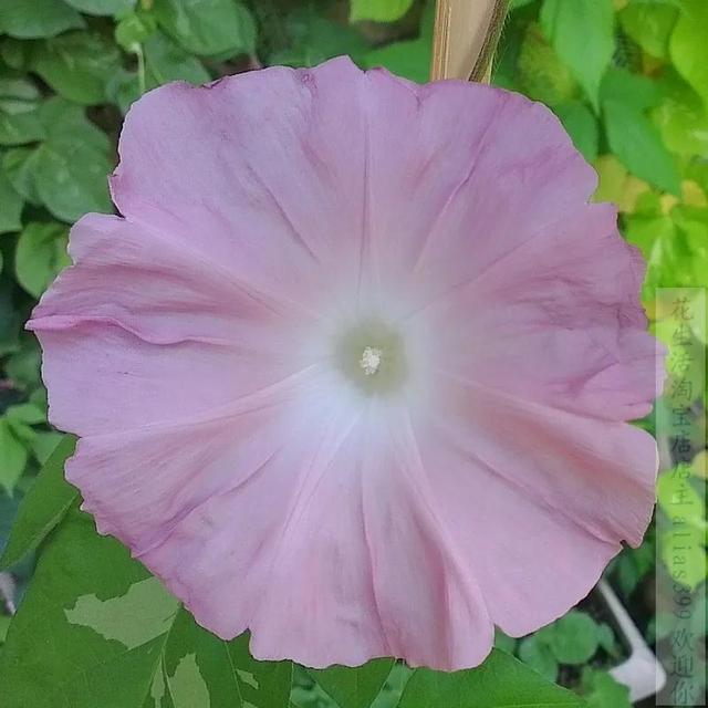 做梦也没想到牵牛花能开成这个样子，斗牛牛心脏（周公解梦：梦见这四种花草）