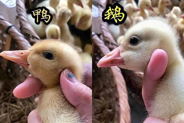 鸭子和鹅的区别，鸭子跟鹅区别在哪里（鸭子和鹅的区别是什么）