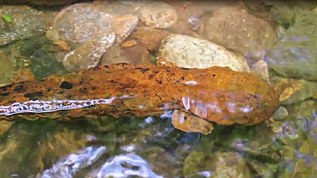 娃娃鱼与野生鱼的区别，曾千元难买1斤的娃娃鱼