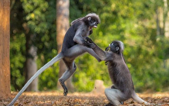 猴王争夺有多残酷，猴王争夺有多残忍