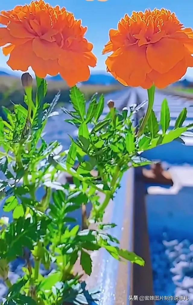 精美高清鲜花壁纸，漂亮鲜花送给您