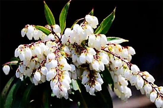 马醉木好不好养，马醉木及其品种介绍