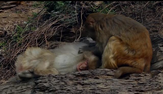 猴王争夺有多残酷，猴王争夺有多残忍