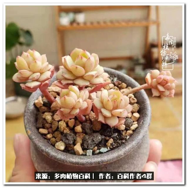 好养的容易上色的景天科多肉，景天科常见多肉图鉴不完全版D系列