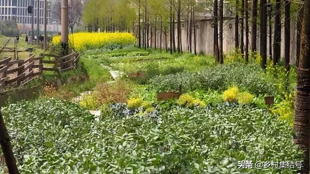 菜园与花园的设计，成就田园生活的食材花园