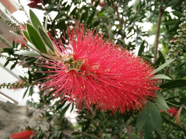 2米高罗汉松价格多少，2米高罗汉松价目表