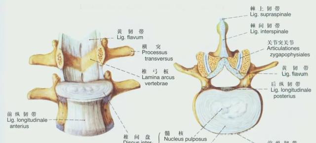 后纵韧带解剖图，颈椎的韧带有哪些