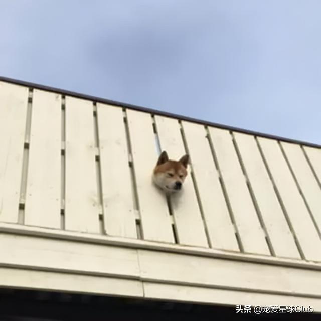 高清网图柴犬表情包，柴犬表情包合集