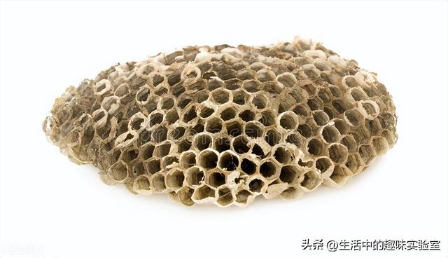 马蜂也采蜜吗，为什么马蜂窝里没有蜂蜜