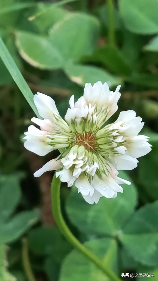 三叶草的叶子是什么形状的，每片叶子都有个胜利的标志