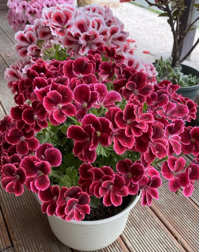 春节花卉品种大全大图，春节遇花期，五彩斑斓过新年