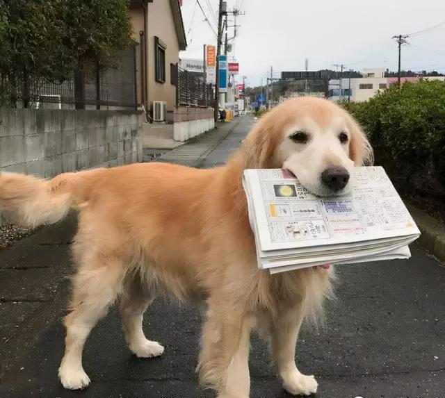 公认最温顺的七种狗你家上榜了吗，狗狗温顺度排行榜：这7种狗狗