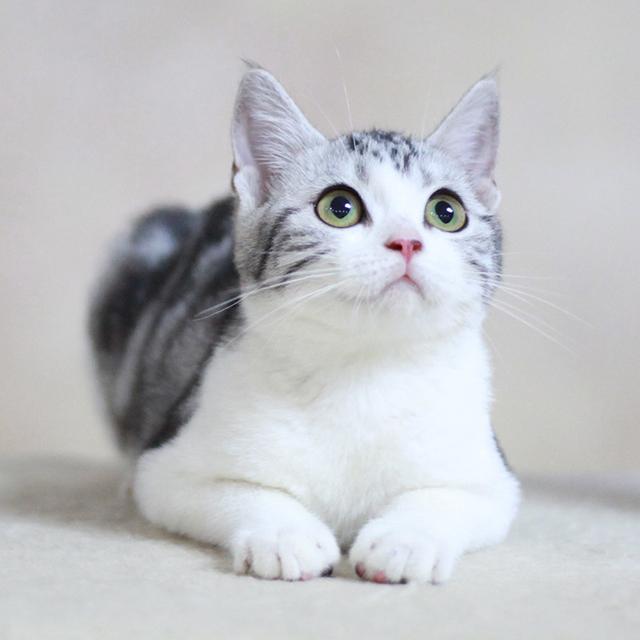 猫咪智商排名前十名是什么猫，智商排名前十的猫咪排行榜