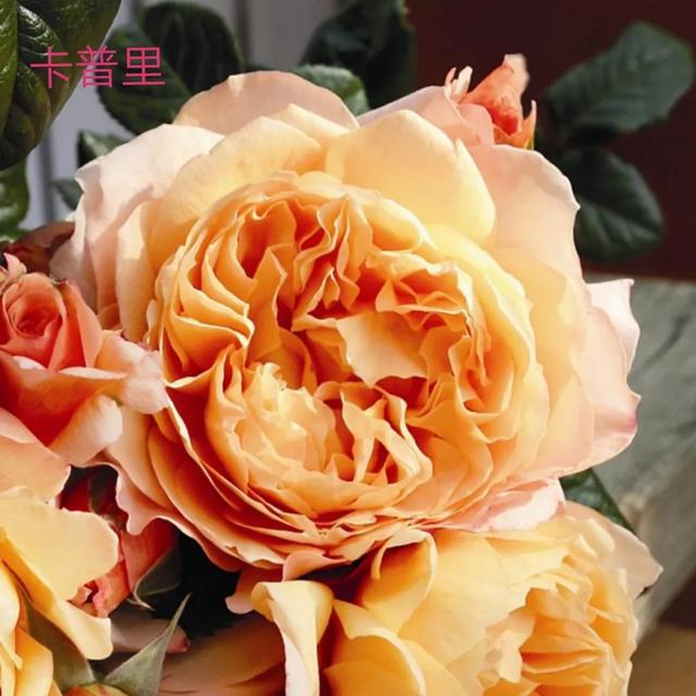 切花月季哪几个品种比较好，常见切花月季一览