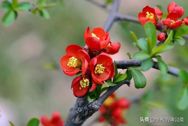 漂亮又好养活的海棠花，7种花很“勤奋”