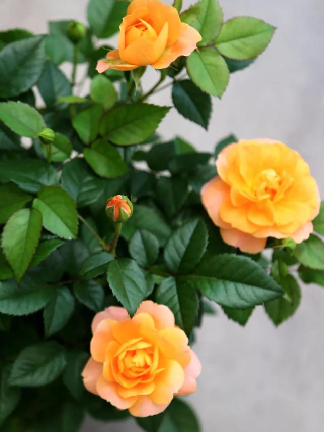 七夕33朵玫瑰花语，<浪漫的数字背后隐藏的秘密>