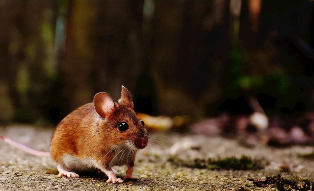 老鼠的天敌有哪些排名，四害之首的老鼠