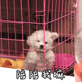 比熊和泰迪详细对比，比熊犬和泰迪犬有哪些区别