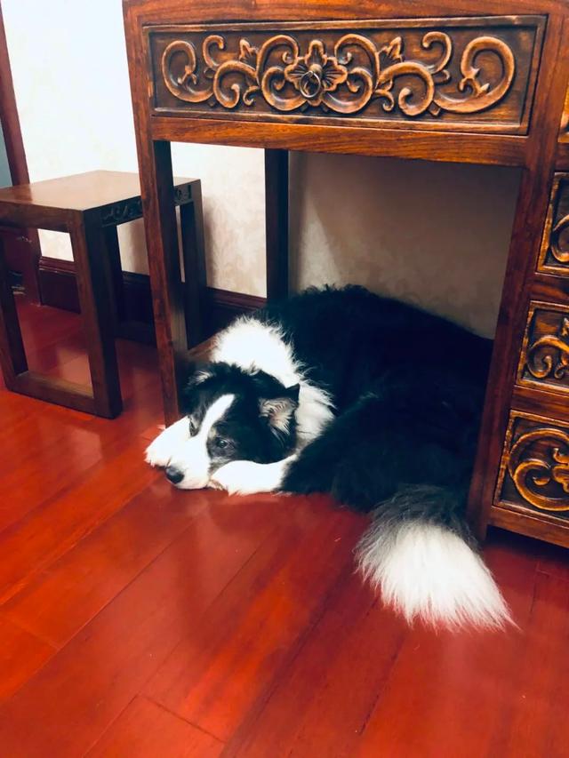 边牧和串串的狗哪个好养，毛毛宠城堡新宠