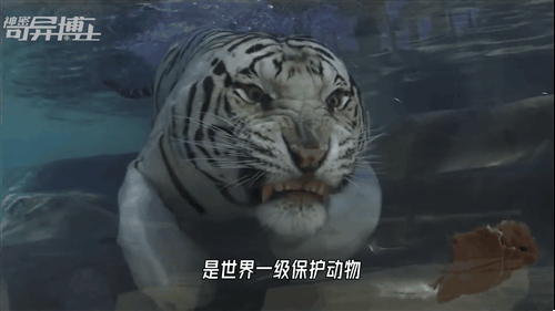 十种极为罕见的白化动物，20只罕见的白化动物