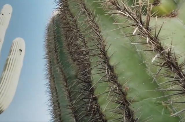 沙漠里有哪些植物，沙漠中的常见植物（推荐6款盆栽沙漠植物）