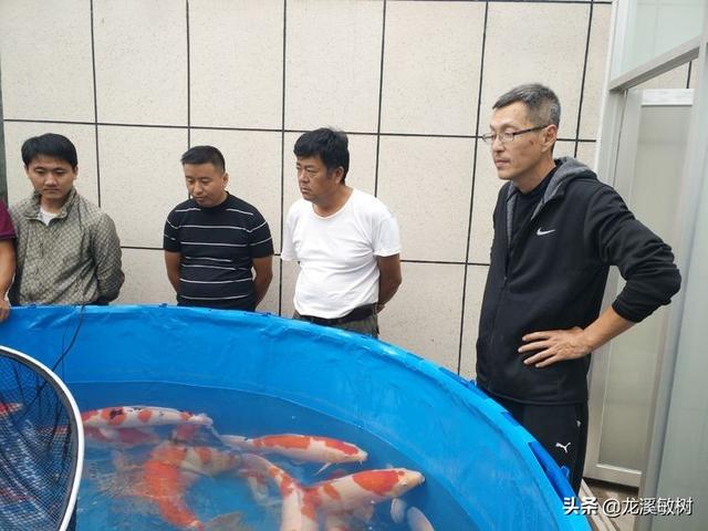 锦鲤各品种的寓意和象征，锦鲤品类介绍<一>