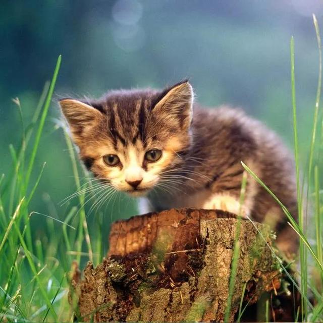 传说中九大灵猫，九尾猫得道成仙启迪