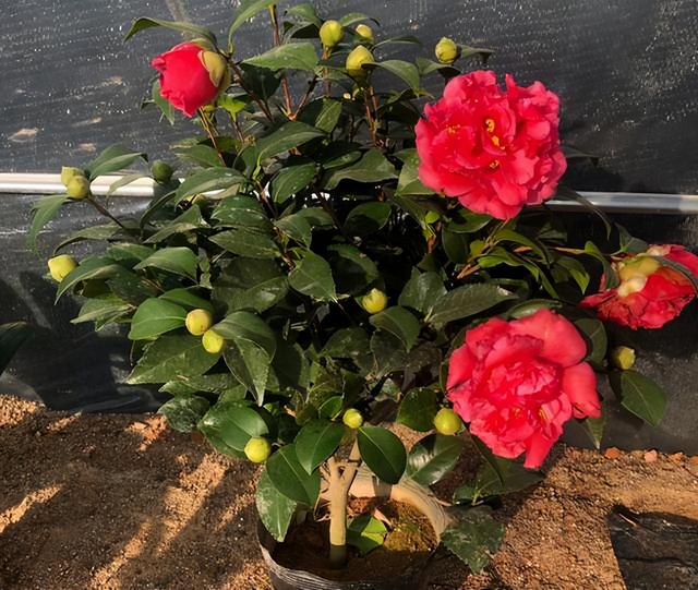 克瑞墨大牡丹茶花，纯正克瑞墨大牡丹茶花（养盆“克瑞墨牡丹”）