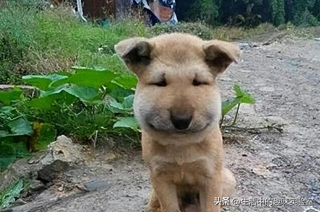 马蜂也采蜜吗，为什么马蜂窝里没有蜂蜜