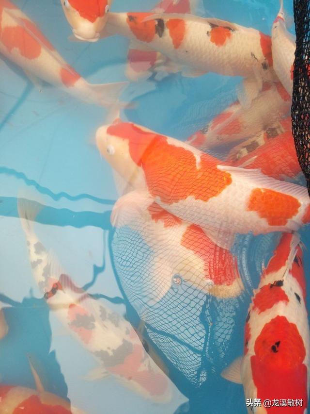 锦鲤各品种的寓意和象征，锦鲤品类介绍<一>