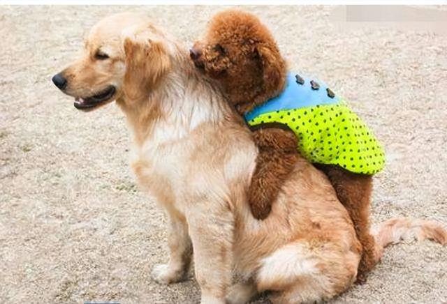 比熊和泰迪详细对比，比熊犬和泰迪犬有哪些区别