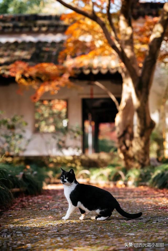 苏州最繁华的地方，苏州姑苏区最繁华的地方