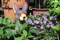 角堇从种子到开花，小花园年年增加的植物--角堇