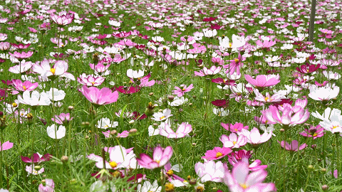 9月成都周边最适合露营，不出成都市区打卡9大露营野餐拍照地